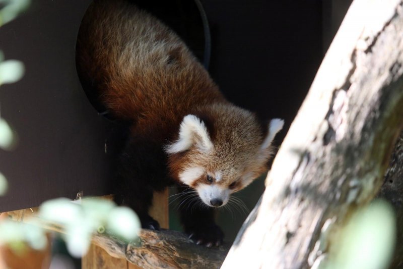 Mladunac crvene pande u Zagrebačkom ZOO-u