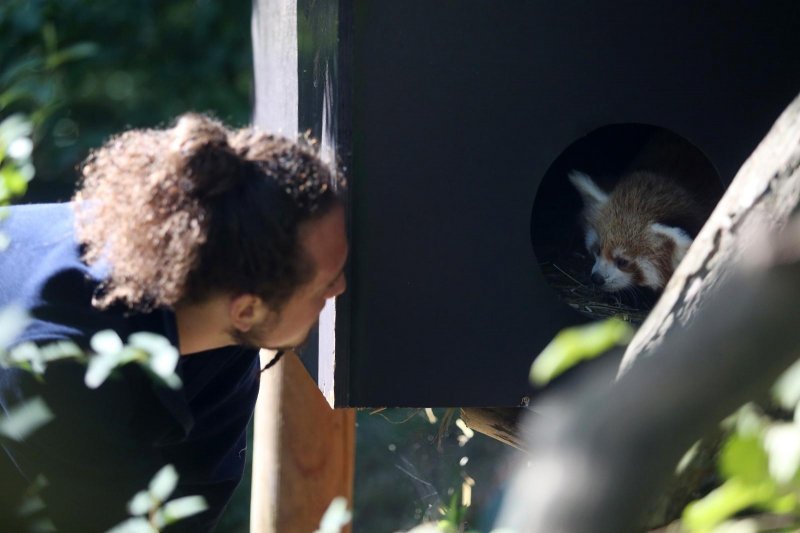 Mladunac crvene pande u Zagrebačkom ZOO-u