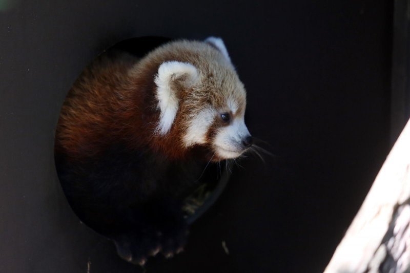 Mladunac crvene pande u Zagrebačkom ZOO-u