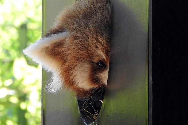 Mladunac crvene pande u Zagrebačkom ZOO-u