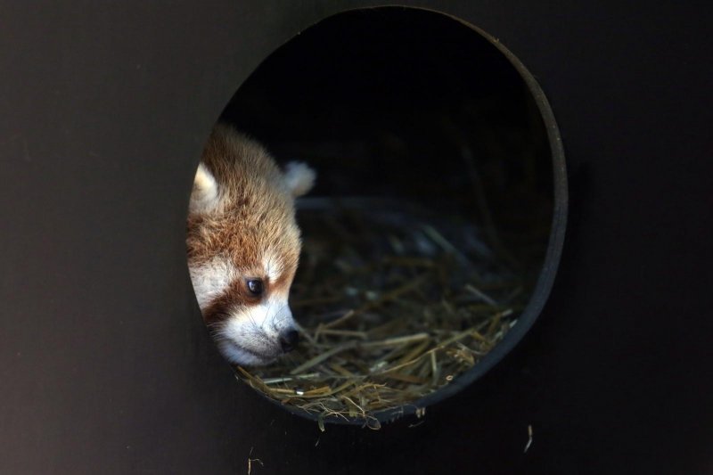 Mladunac crvene pande u Zagrebačkom ZOO-u