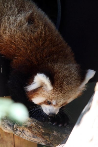 Mladunac crvene pande u Zagrebačkom ZOO-u