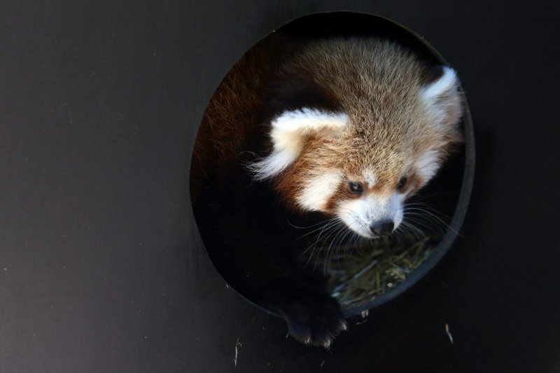 Mladunac crvene pande u Zagrebačkom ZOO-u