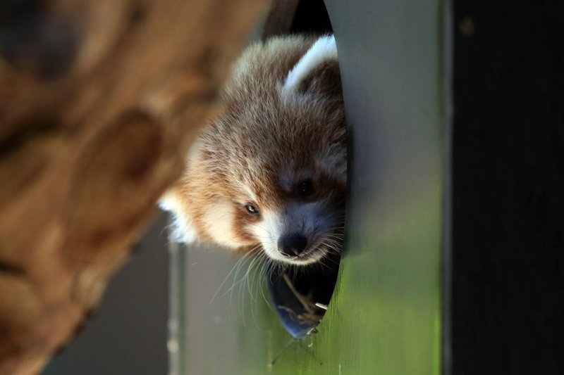 Mladunac crvene pande u Zagrebačkom ZOO-u