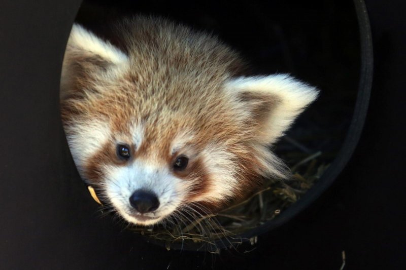 Mladunac crvene pande u Zagrebačkom ZOO-u