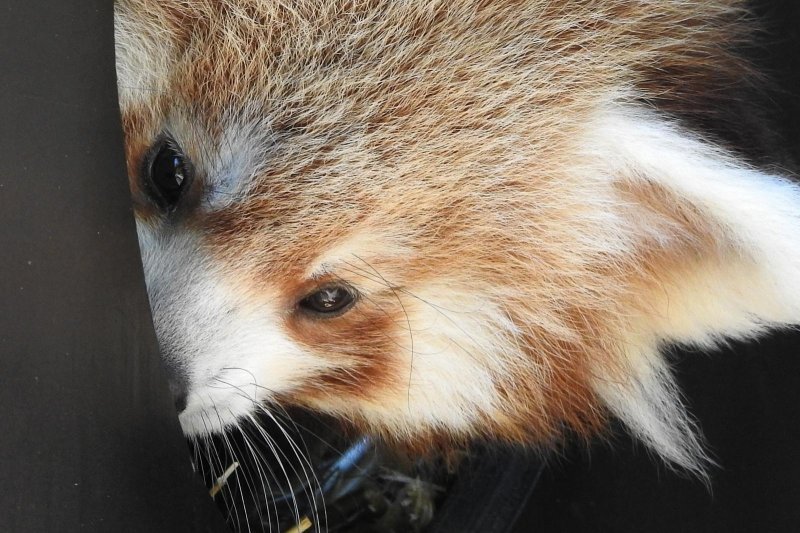 Mladunac crvene pande u Zagrebačkom ZOO-u