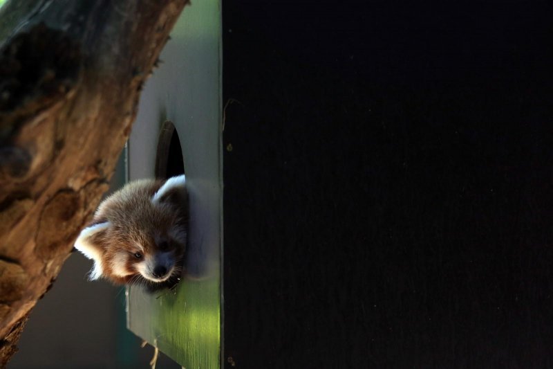 Mladunac crvene pande u Zagrebačkom ZOO-u