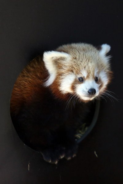 Mladunac crvene pande u Zagrebačkom ZOO-u