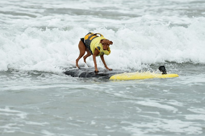 Psi surfaju u Kaliforniji