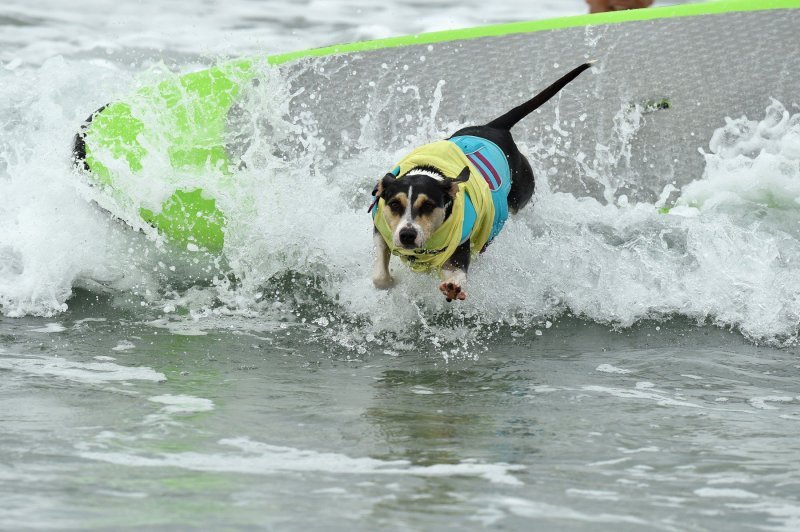 Psi surfaju u Kaliforniji