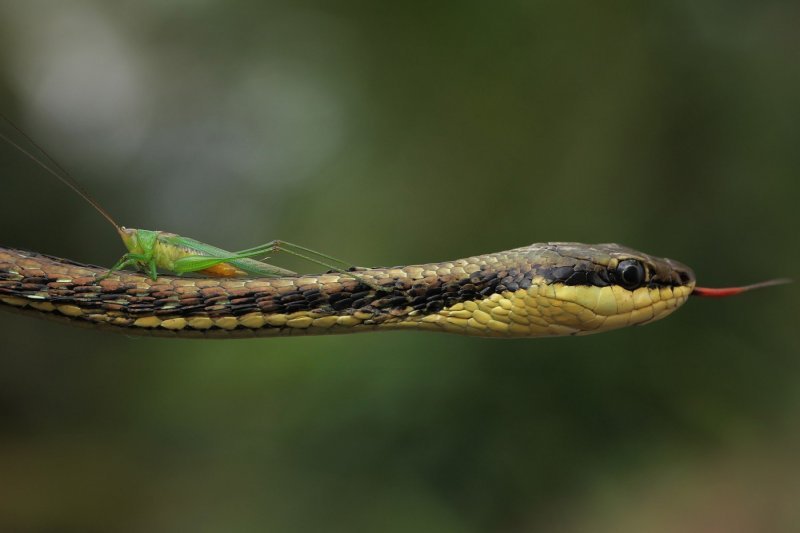 Skakavac na zmijskoj glavi