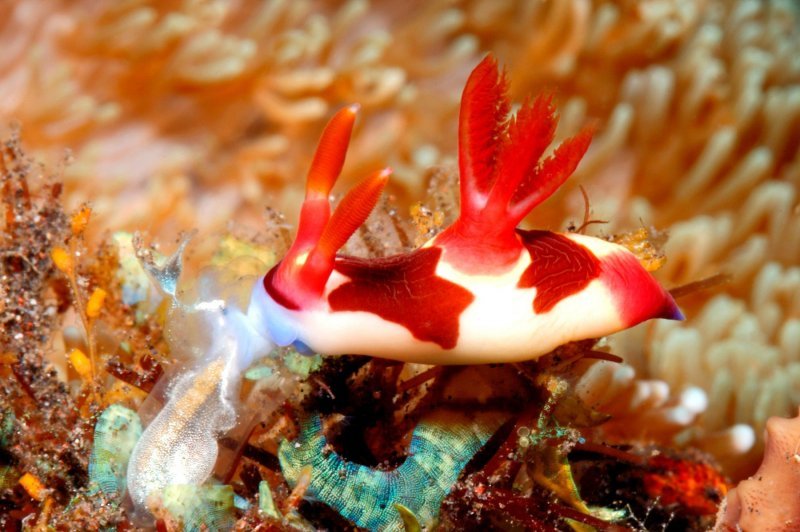 Flora i fauna Crvenog mora