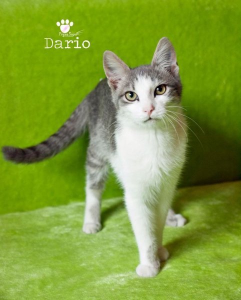 Dario