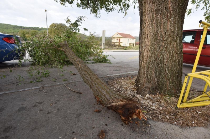 Jako jugo srušilo stablo na cestu u Dubravi kod Šibenika