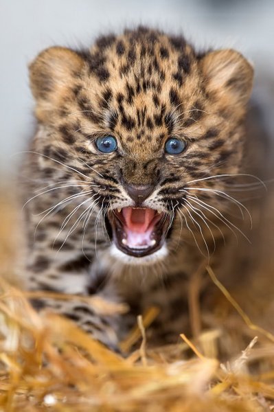 Sibirski leopardi