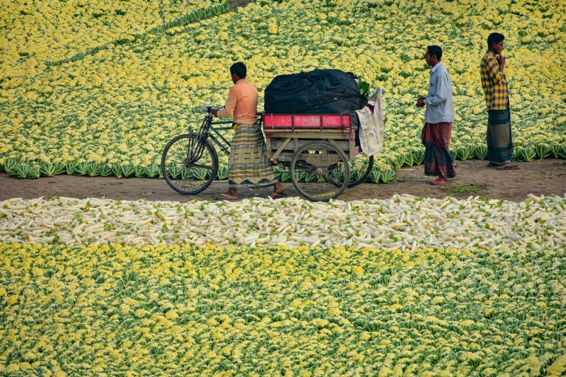 Cvjetače na bangladeškoj tržnici