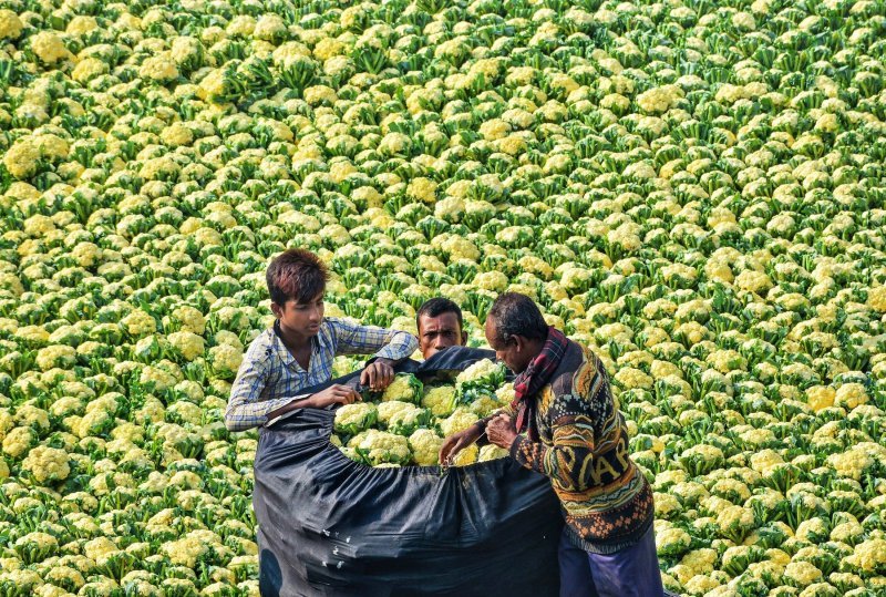 Cvjetače na bangladeškoj tržnici