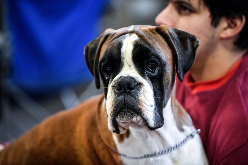 Na Velesajmu održana međunarodna izložba pasa CACIB Zagreb