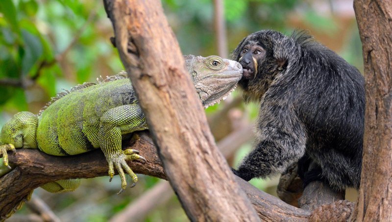 Iguana i marmoset