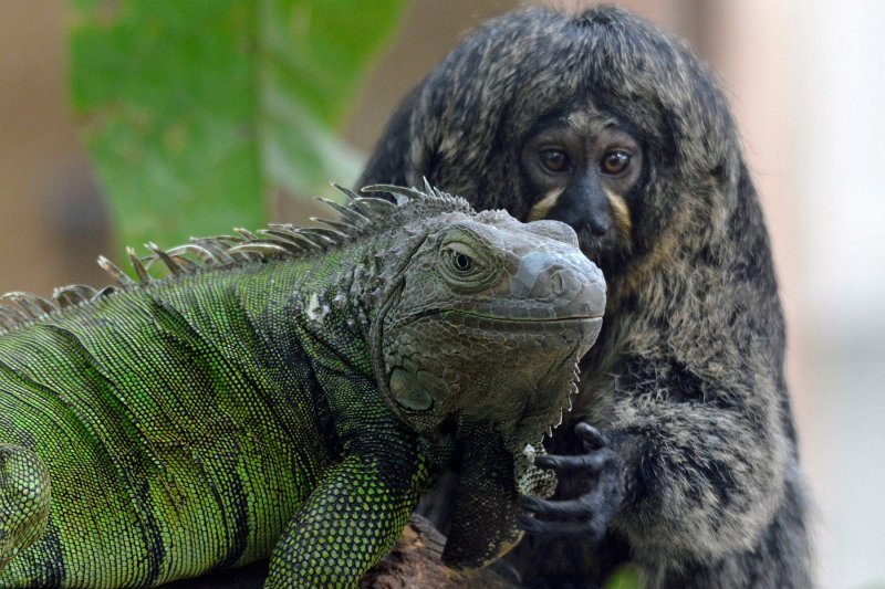 Iguana i marmoset