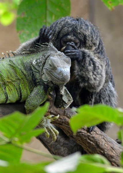 Iguana i marmoset