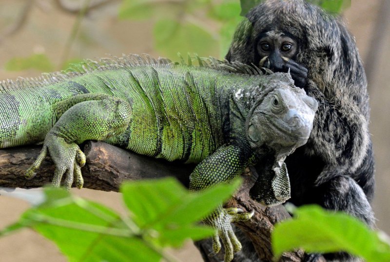 Iguana i marmoset