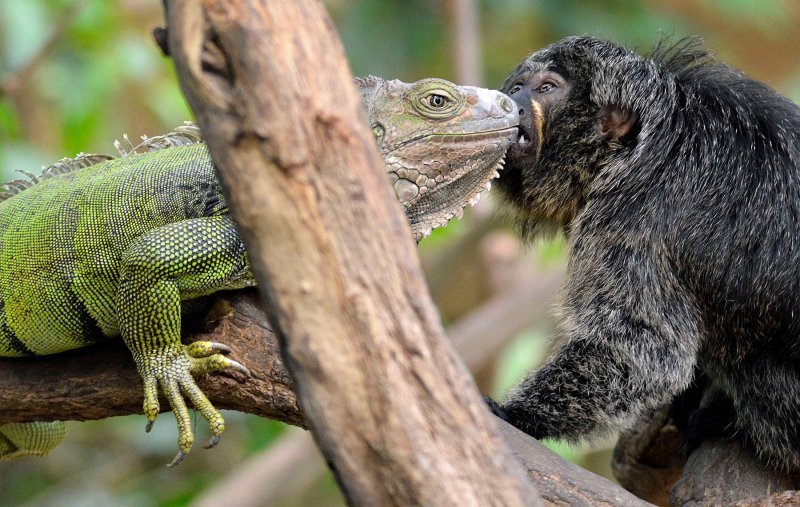 Iguana i marmoset