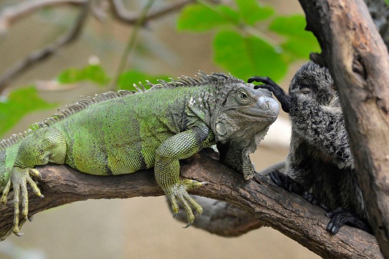 Iguana i marmoset