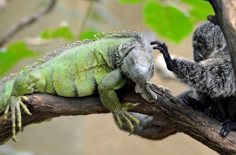 Iguana i marmoset