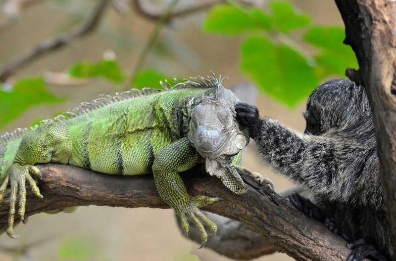 Iguana i marmoset