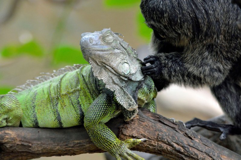 Iguana i marmoset