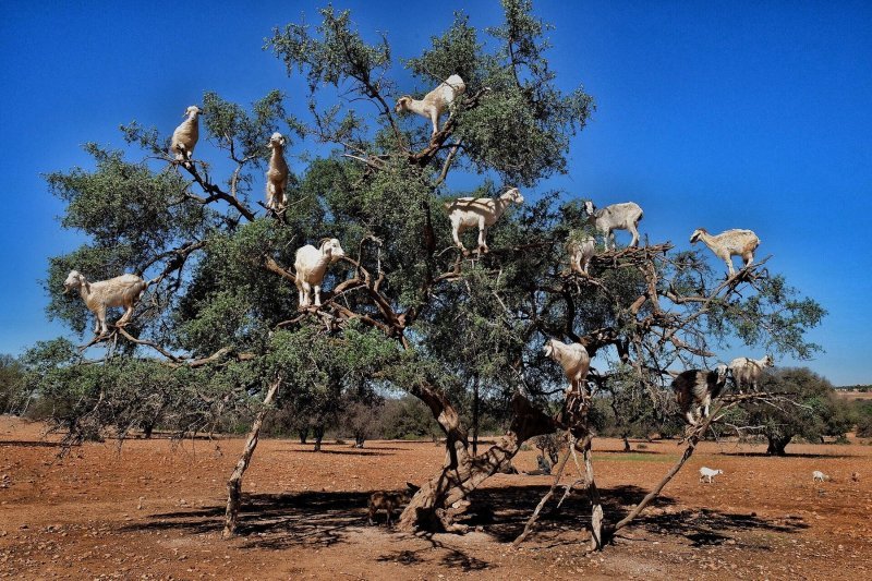 Koze u Maroku