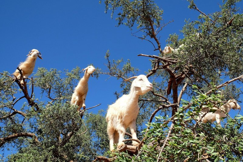 Koze u Maroku