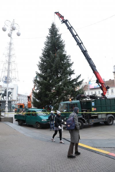 Postavljanje doniranog bora na Trg bana Jelačića