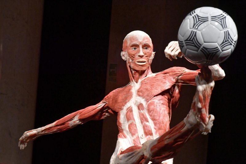 Izložba Body Worlds: Cycle of Life