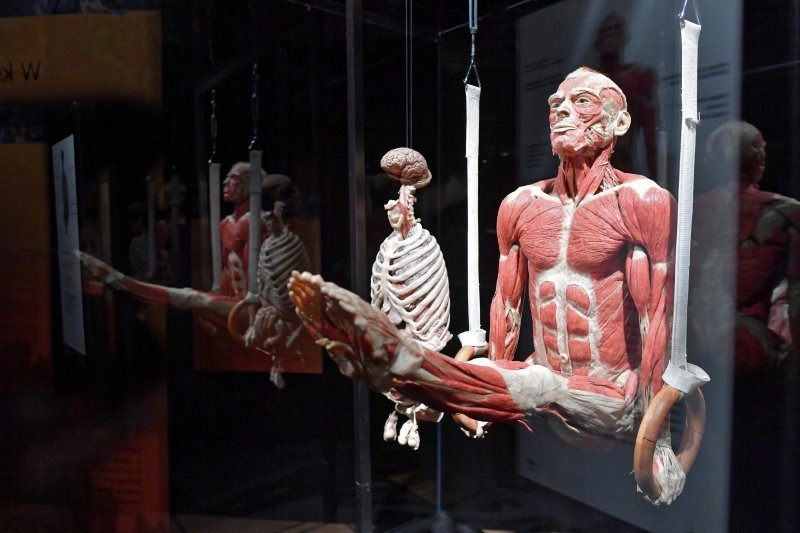 Izložba Body Worlds: Cycle of Life