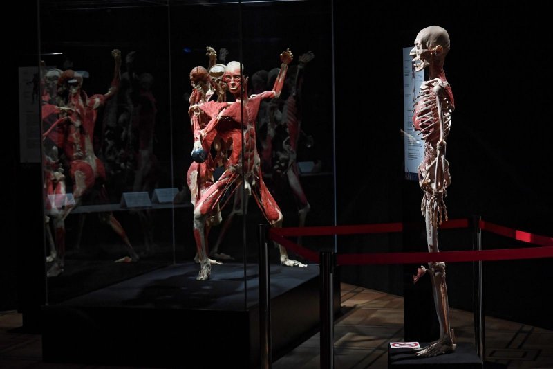 Izložba Body Worlds: Cycle of Life