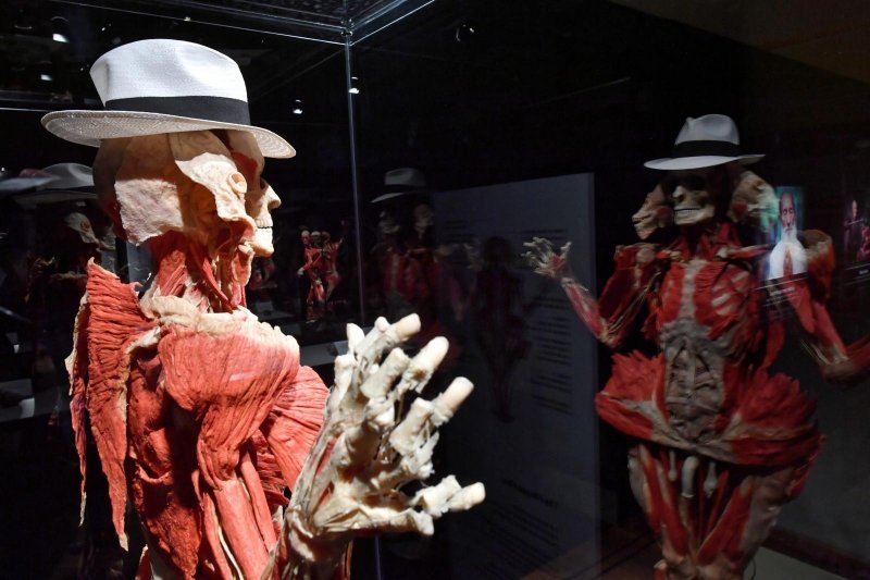 Izložba Body Worlds: Cycle of Life