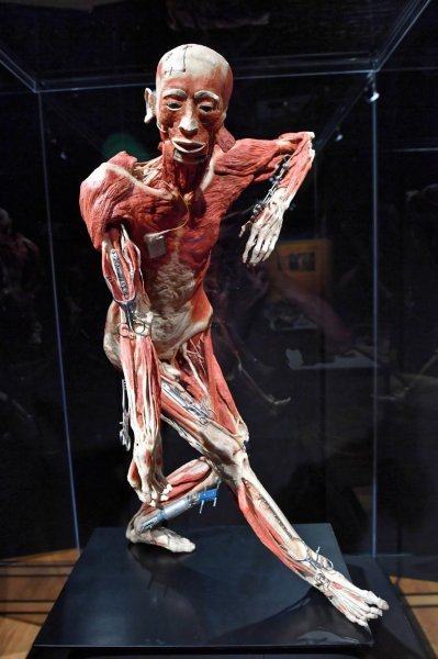 Izložba Body Worlds: Cycle of Life