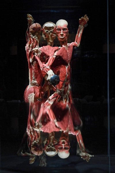 Izložba Body Worlds: Cycle of Life