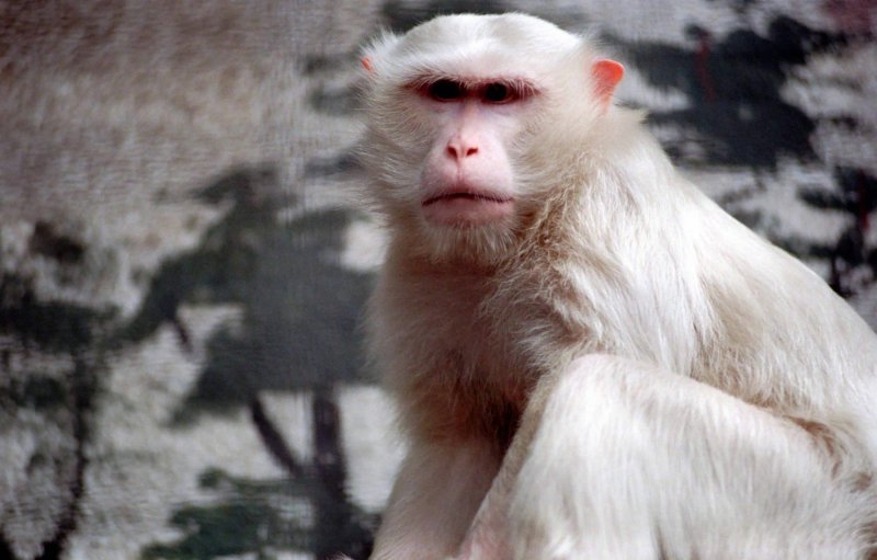 Albino životinje