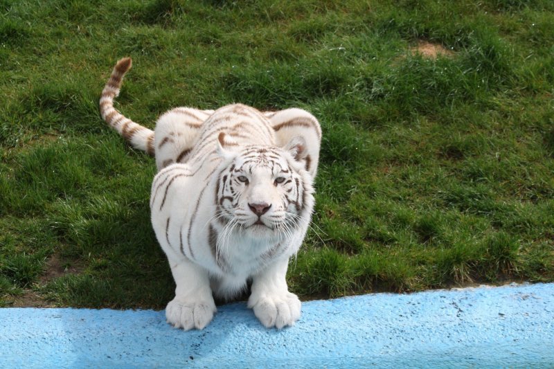 Albino životinje