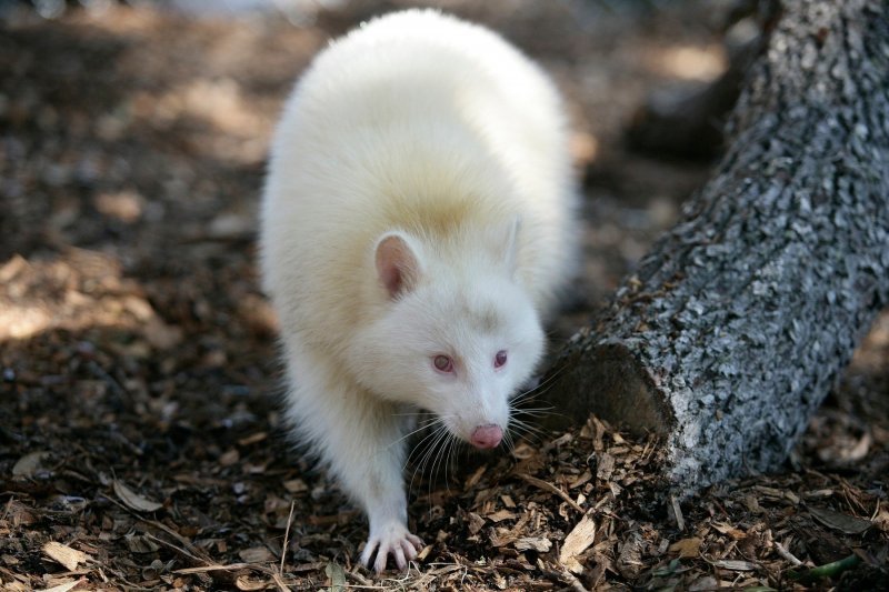 Albino životinje