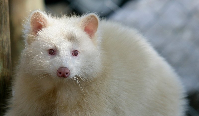 Albino životinje