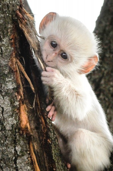 Albino životinje