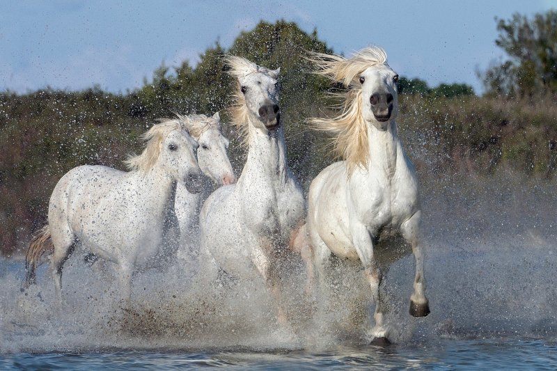 Albino životinje