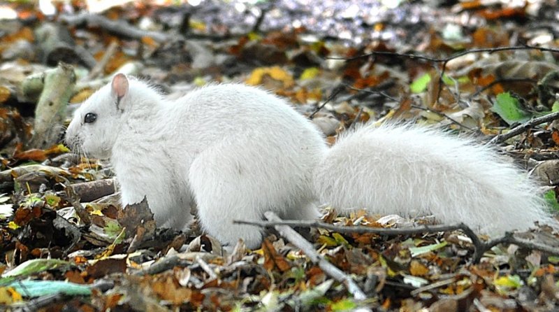 Albino životinje