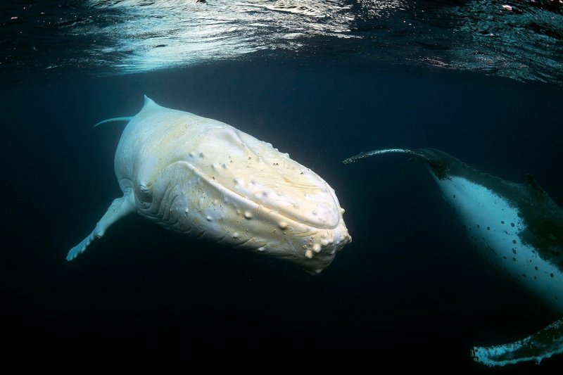 Albino životinje