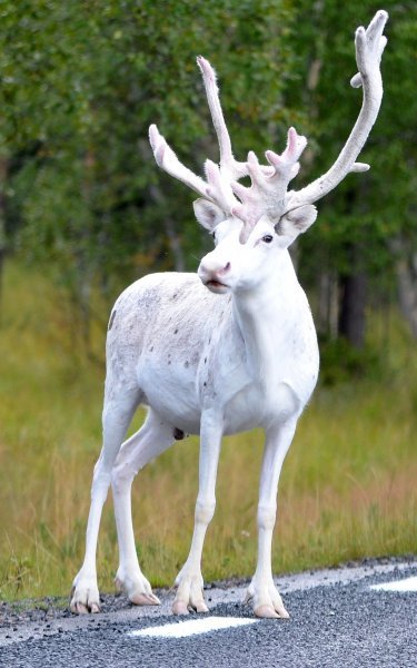 Albino životinje