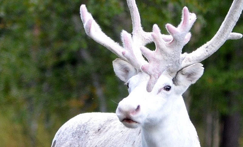 Albino životinje